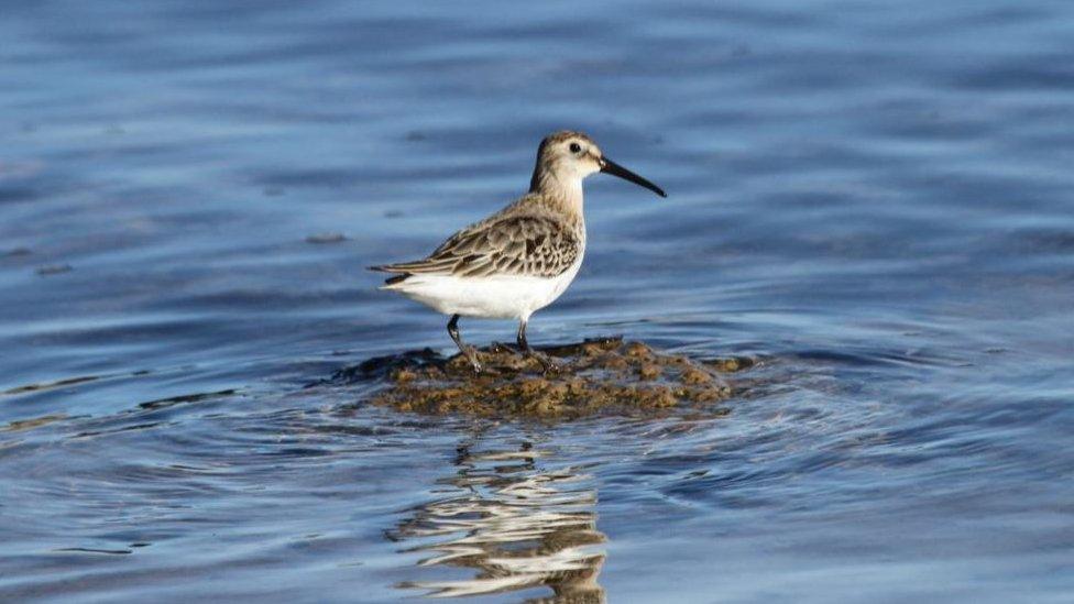 Dunlin