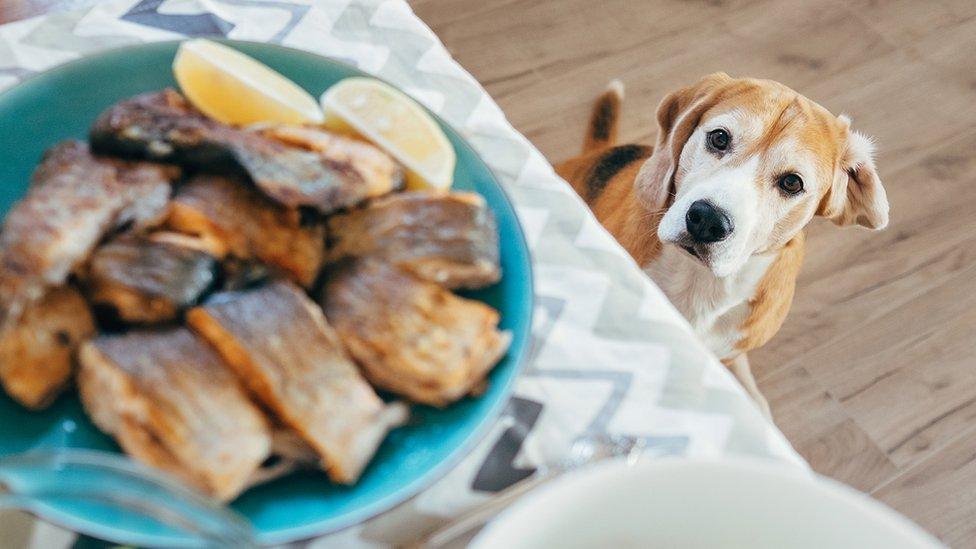 Dog looking up at human food on a high table.