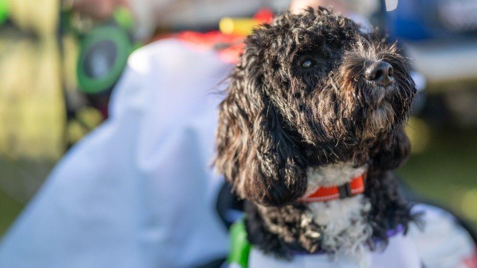 A black and white fluffy dog looking away from the camera wearing an orange collar.
