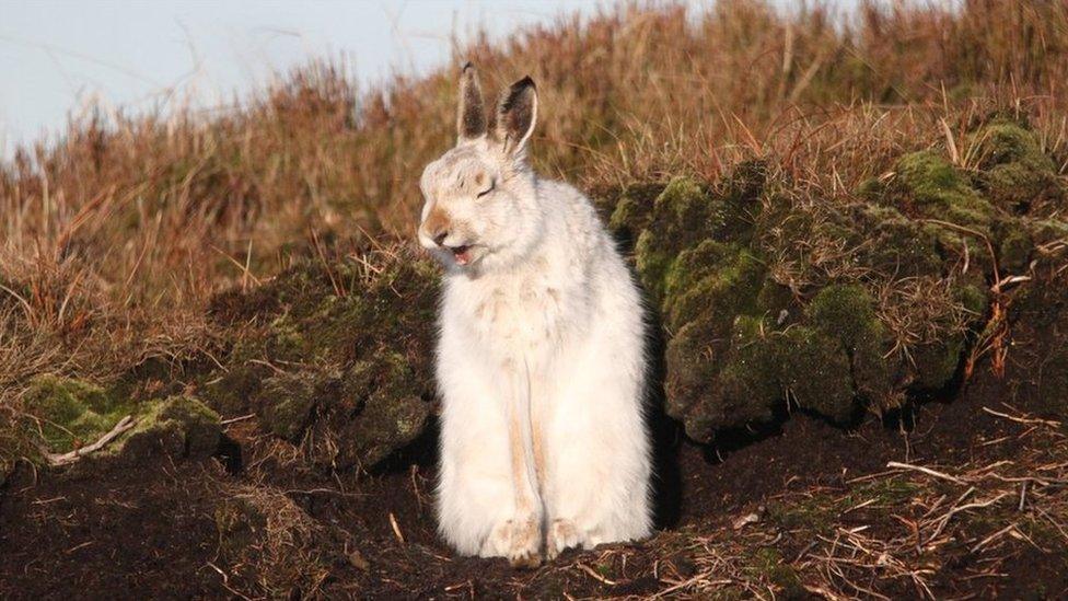 A Peak District mountain hare