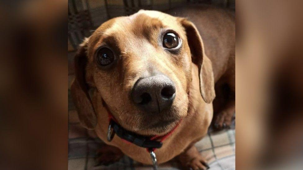 A small brown dog is looking up at the camera with big brown eyes.