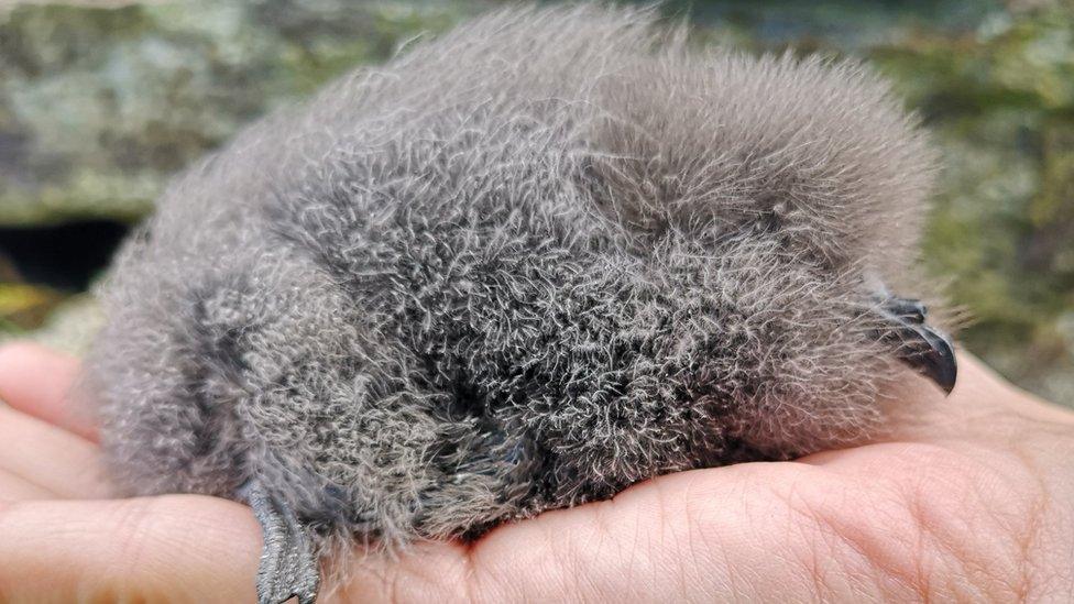 Leach's storm petrel chick