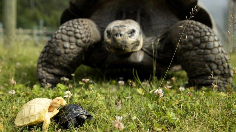 Tiny rare albino baby tortoise with its sibling and mum