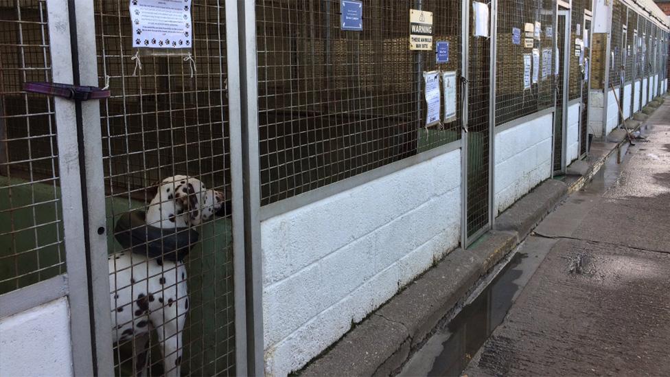 Dog in kennels