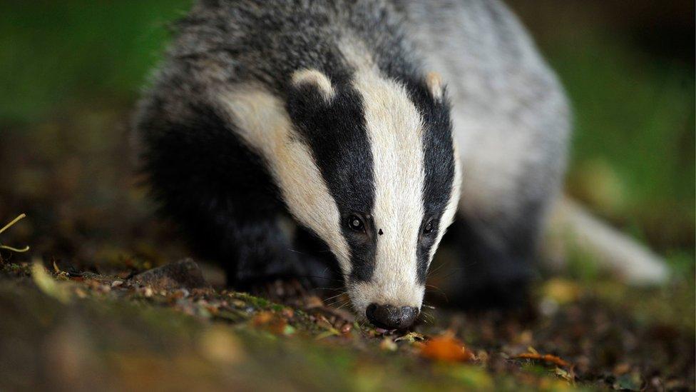 A badger