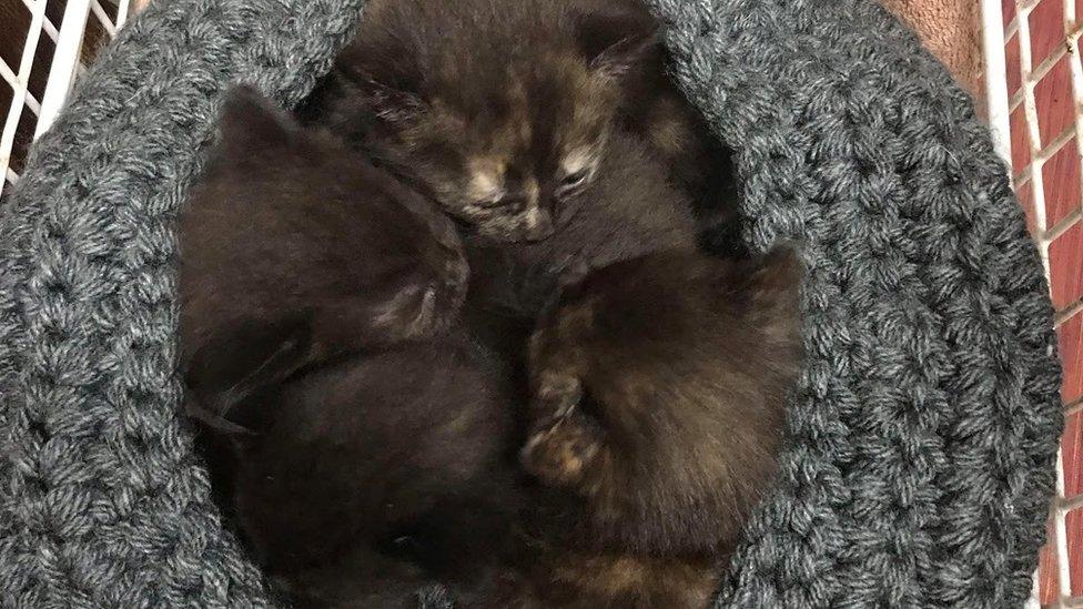 Dumped kittens