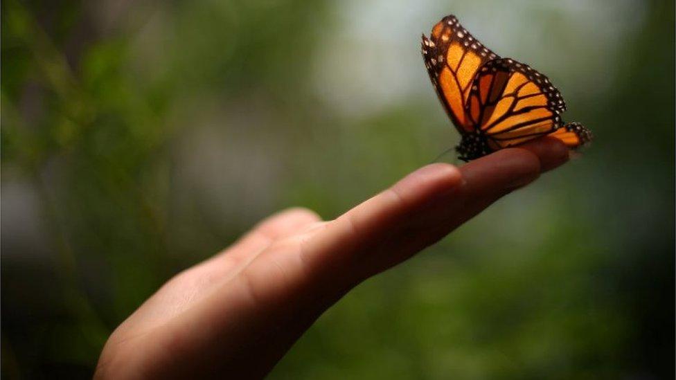 A Monarch butterfly rests on a visitor's hand during the official Inauguration of the month of the Monarch butterfly at Chapultepec Zoo in Mexico City, Mexico, April 6, 2017