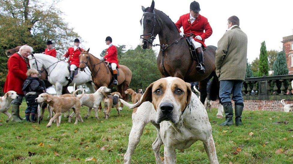 fox hunt