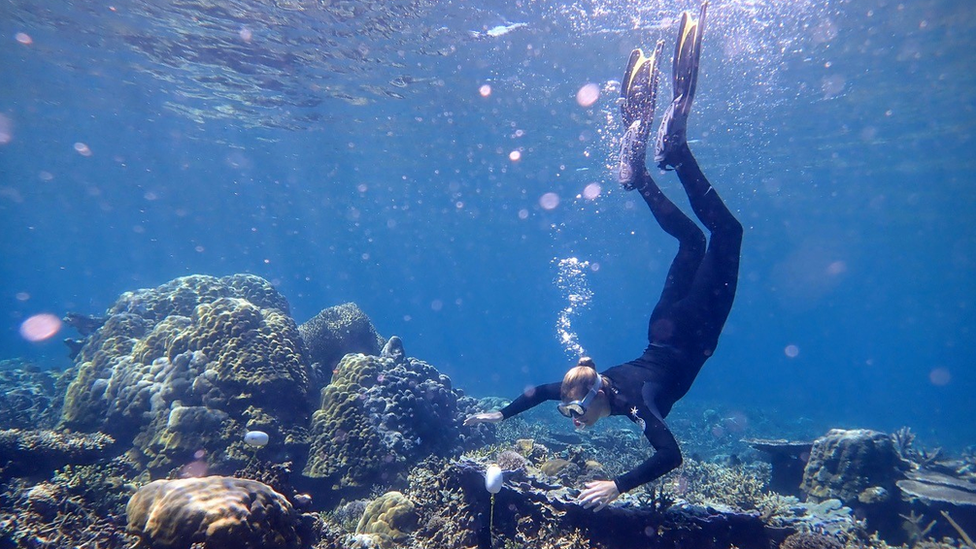 Researcher placing a hydrophone