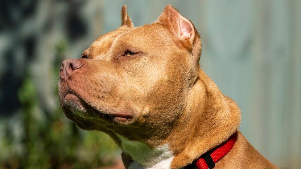 A dog with cropped ears