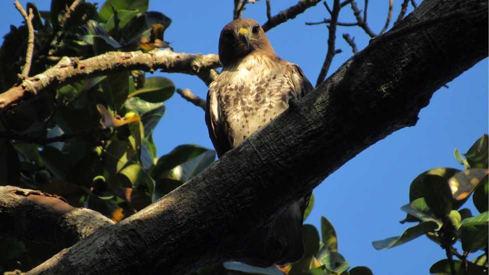 A red-tailed hawk