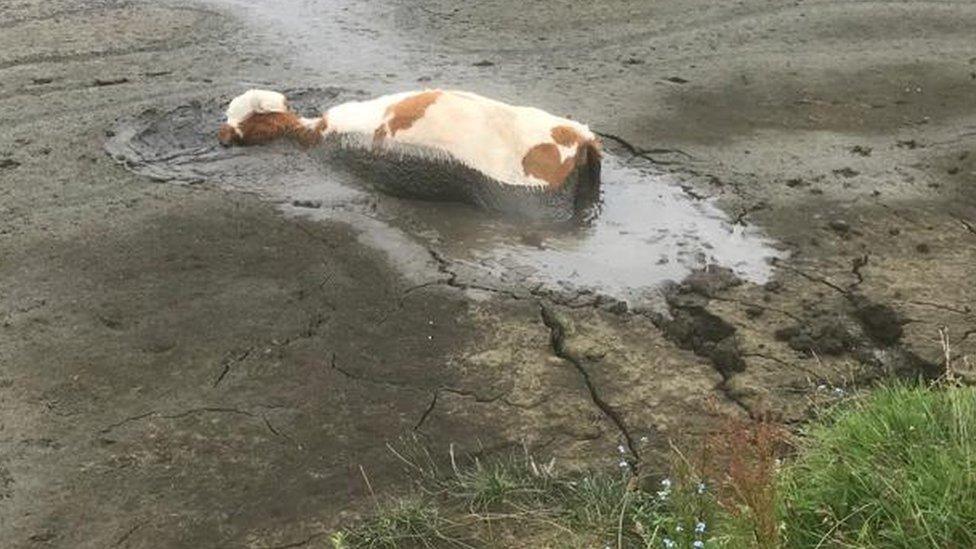 Calf almost submerged by mud