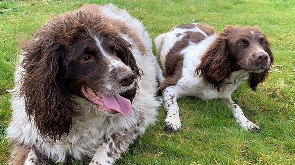 Two springer spaniel dogs