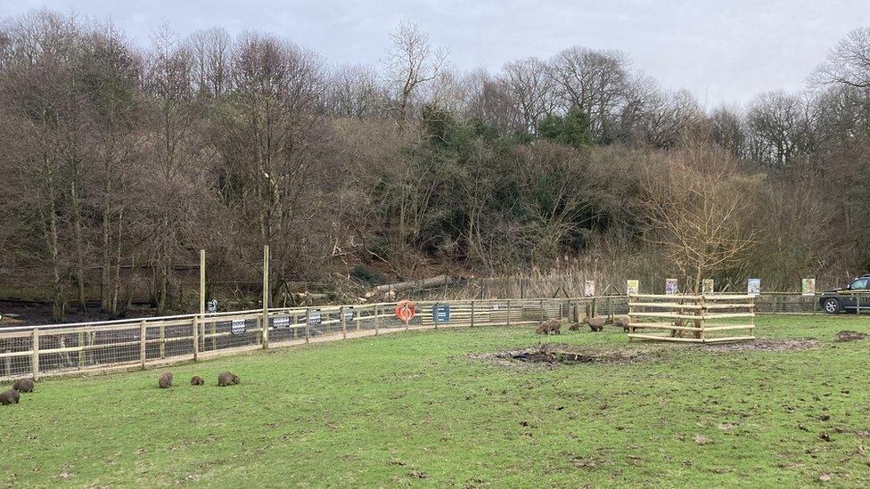 Capybara enclosure and fallen tree at Jimmy's Farm & Wildlife Park, Wherstead, Suffolk