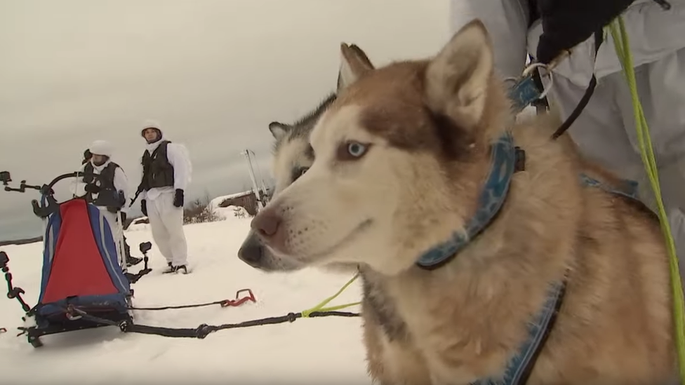 Husky dogs on military training, Russia, 2019