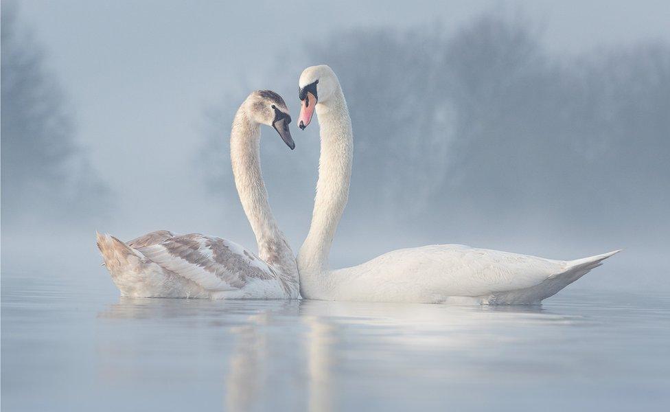 Two swans press close to each other on a misty lake