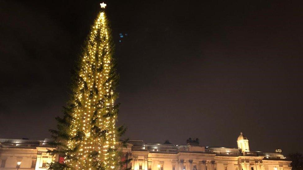 Trafalgar Square tree