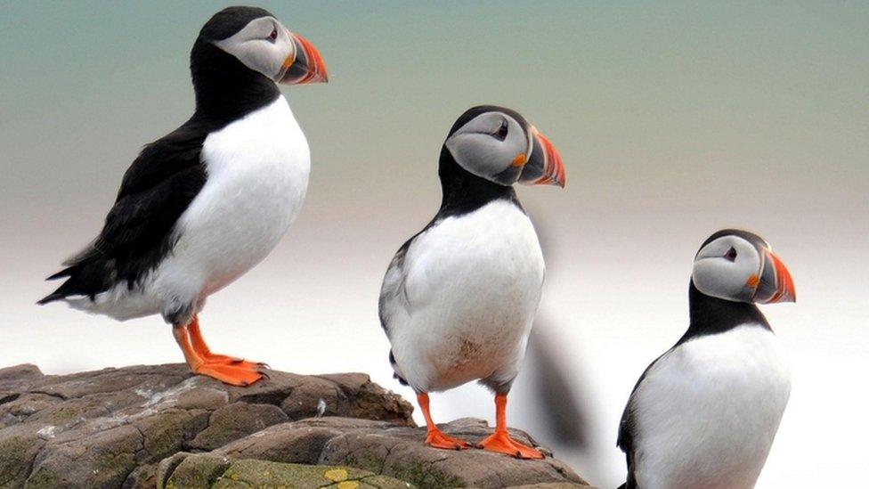 Puffins