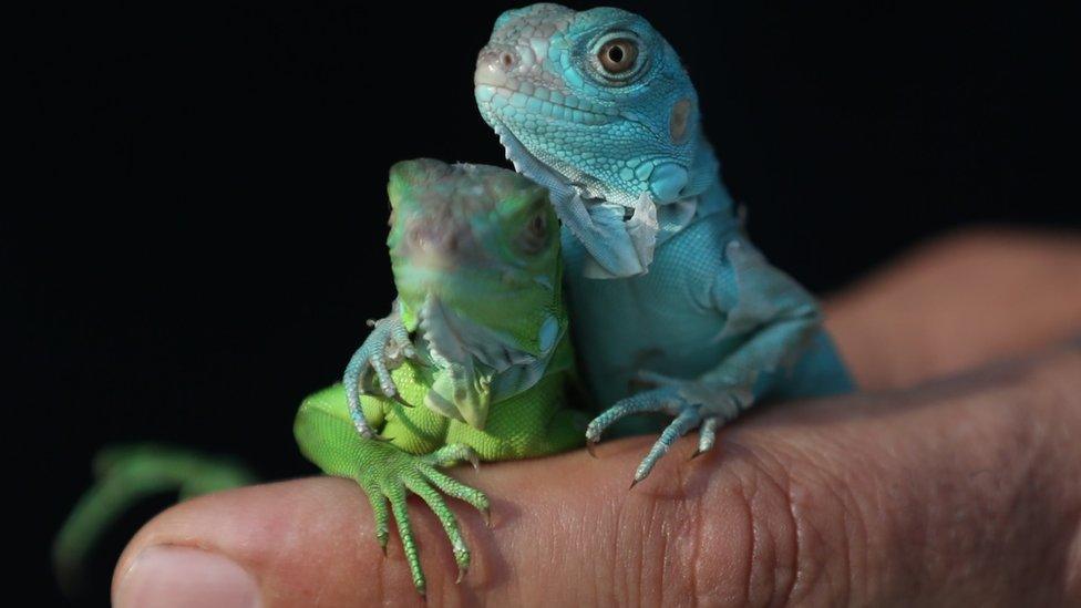 Baby Iguanas