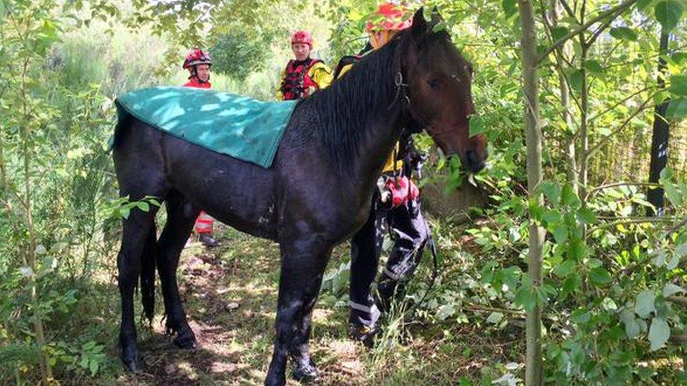 The horse in the bog