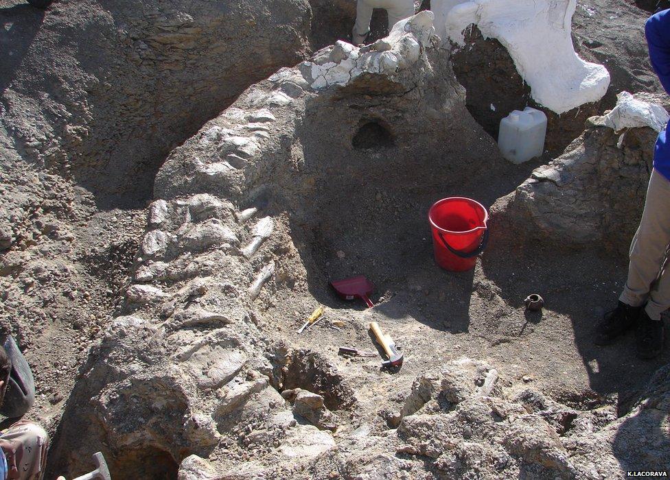 Articulated tail of Dreadnoughtus schrani