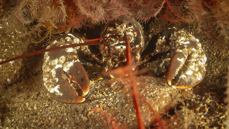 Large lobster nestled amongst rocks underwater