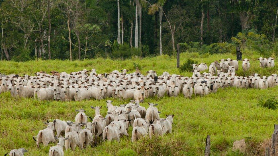 cows-grazing-in-rainforest.