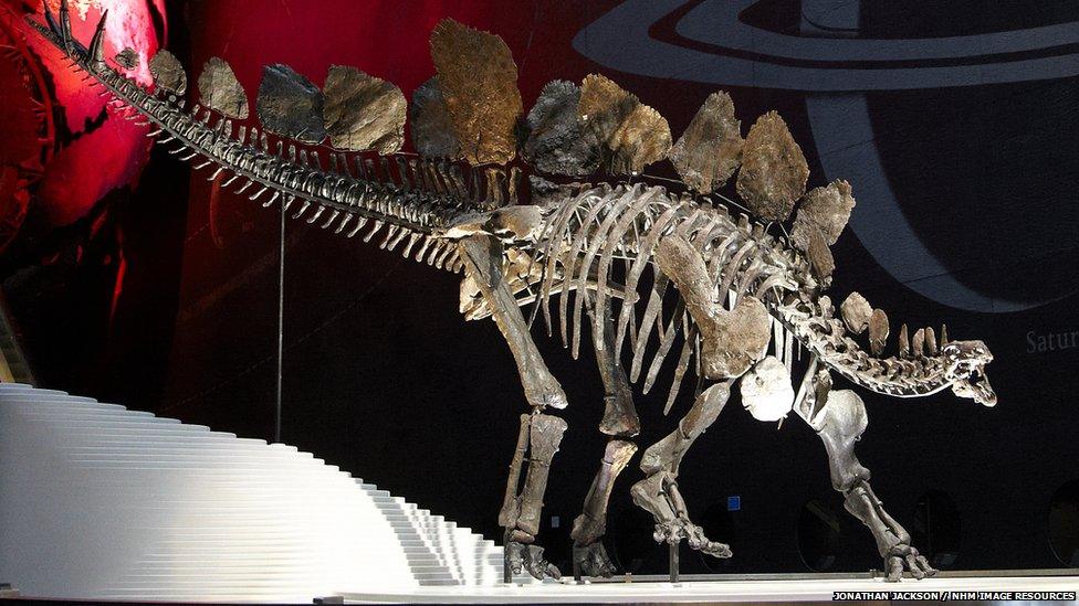 Sophie Stegosaurus Skeleton