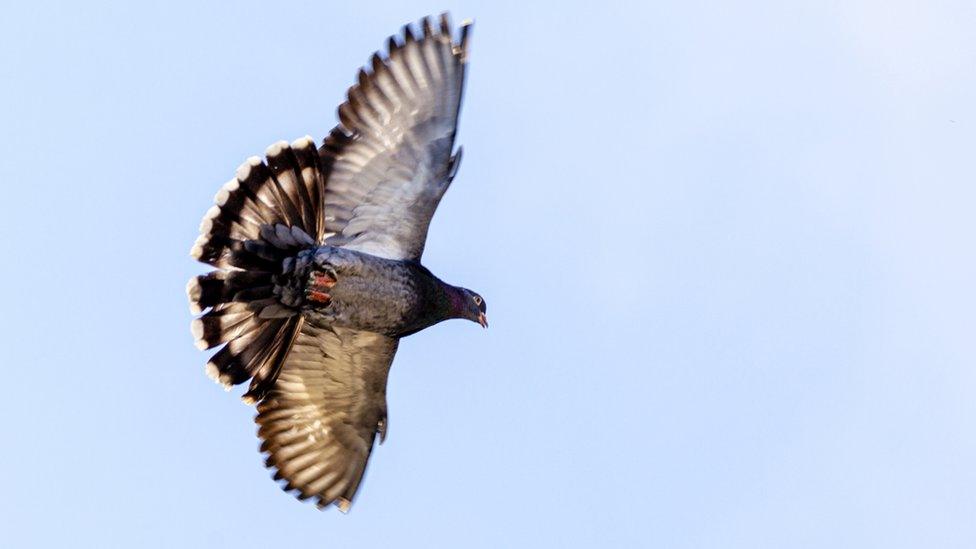 Pigeon flies