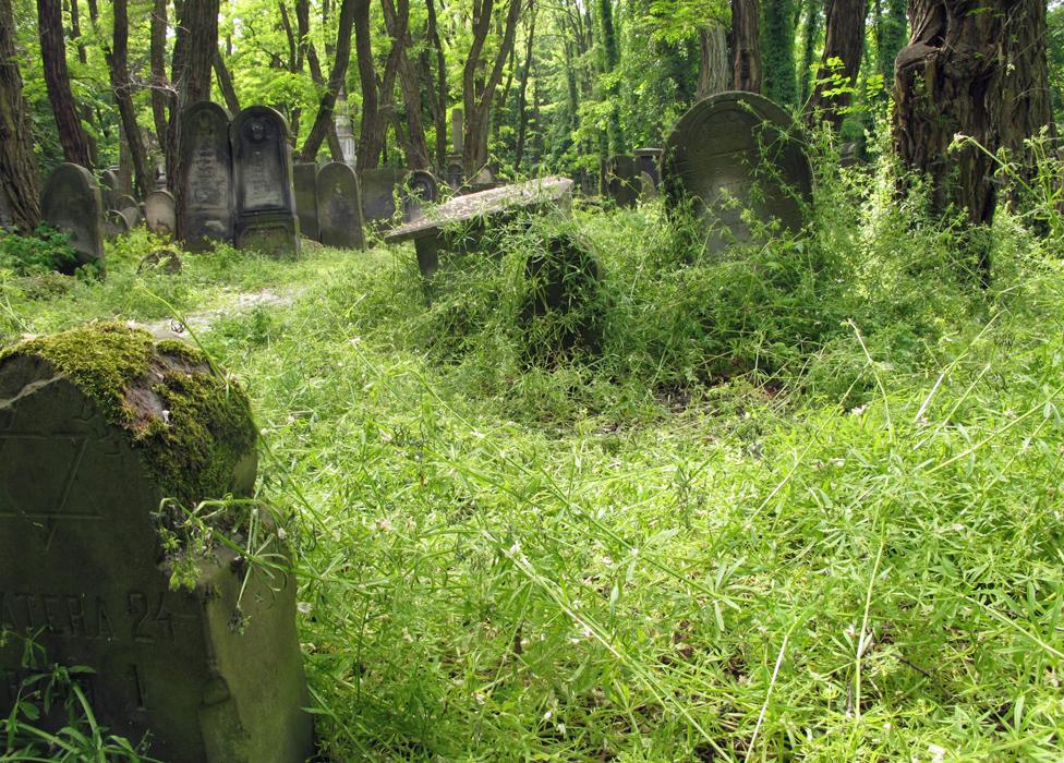 The overgrown Okopowa cemetery