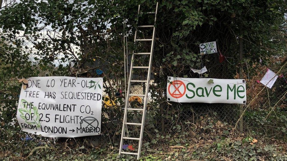 Tree protest