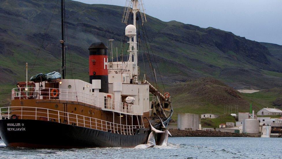 whaling-ship-bringing two whales back to base Hvalfjordur, Iceland