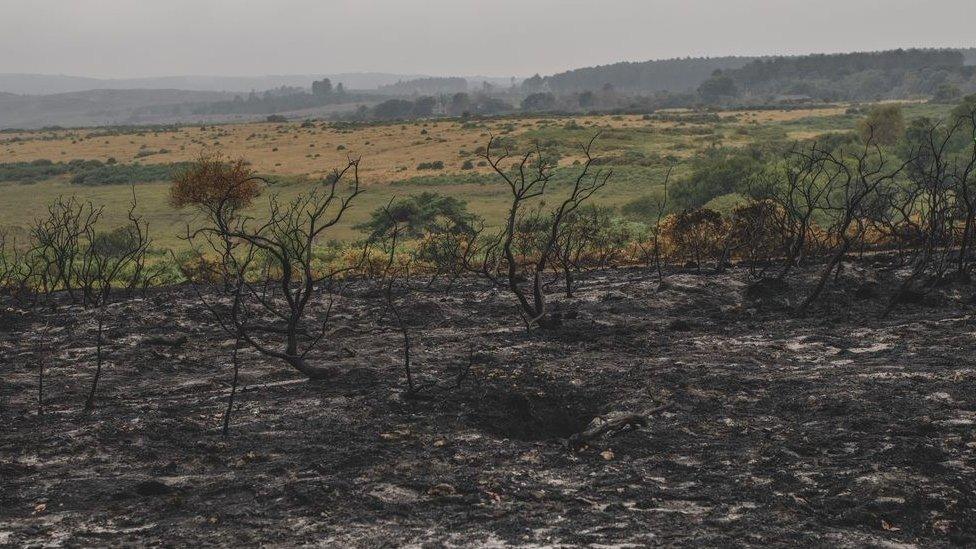 Burnt heathland