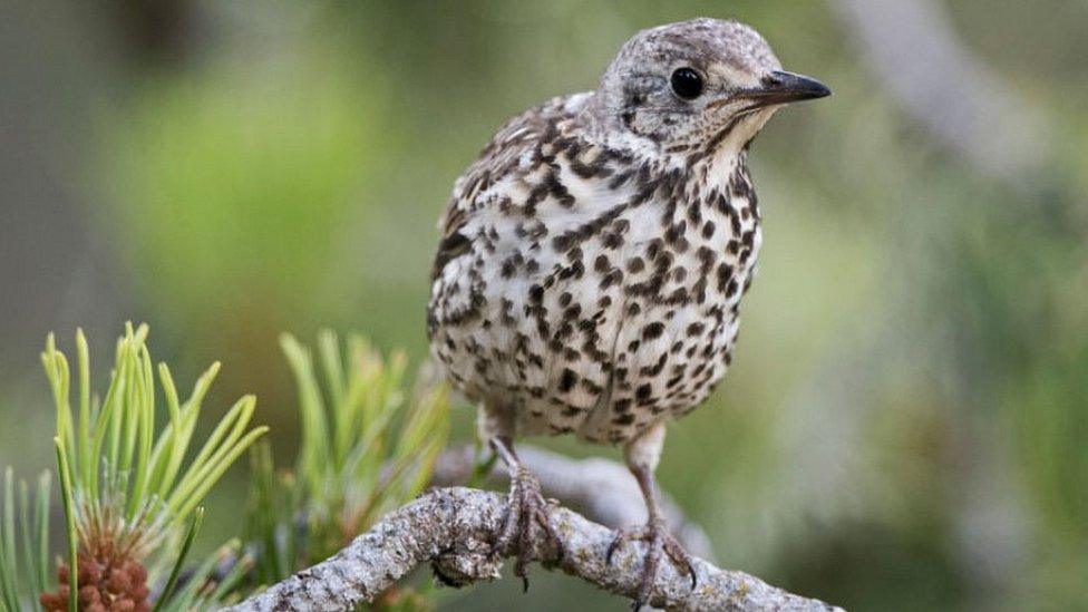 Thrush, file pic