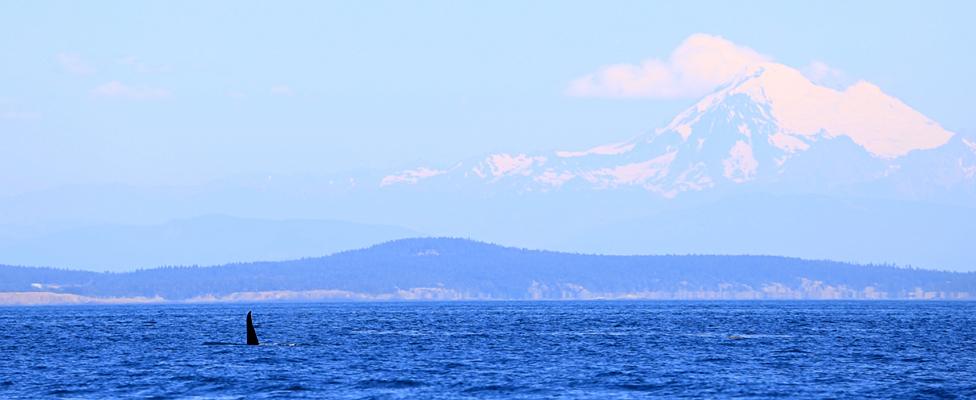 The Southern Residents return to the Salish Sea every summer to hunt salmon