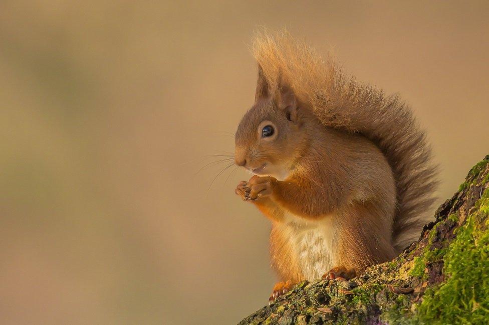 Red Squirrel