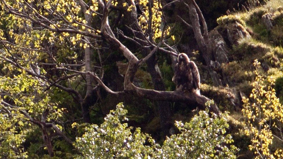 England's only resident golden eagle pictured in 2011