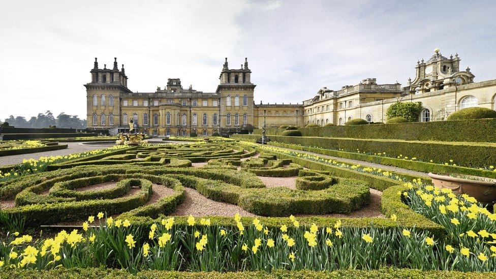 Image shows a picture of Blenheim Palace - a yellow brick palace - surrounded by a garden with a short hedge maze and yellow daffodils in bloom