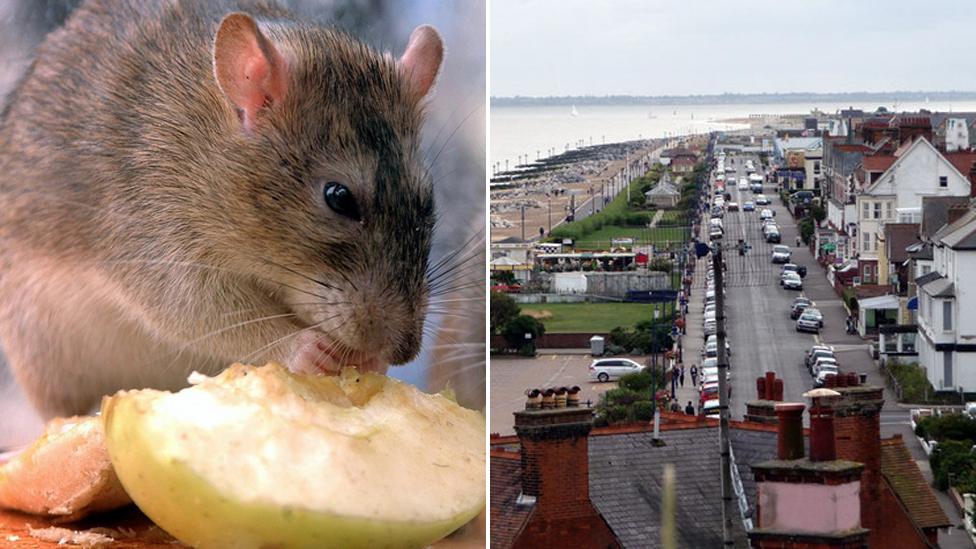 Rat (left), Sea Road, Felixstowe (right)