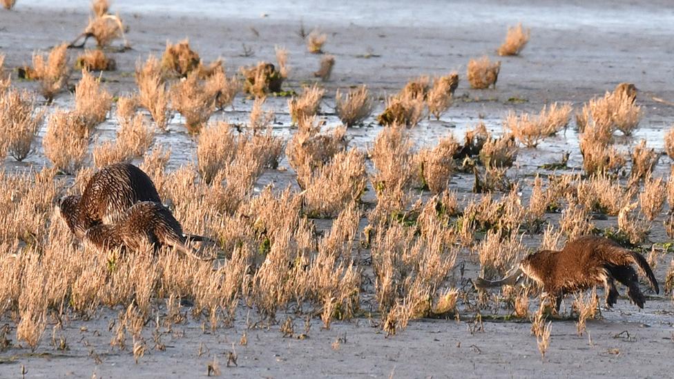 Otters at play on the Norfolk Wildlife Trust reserve at Cley Marsh