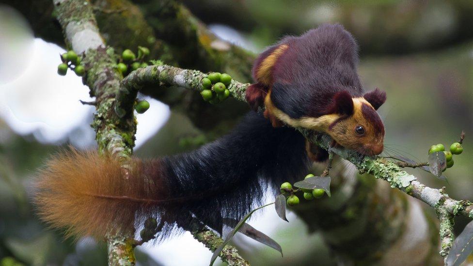 Indian giant squirrel