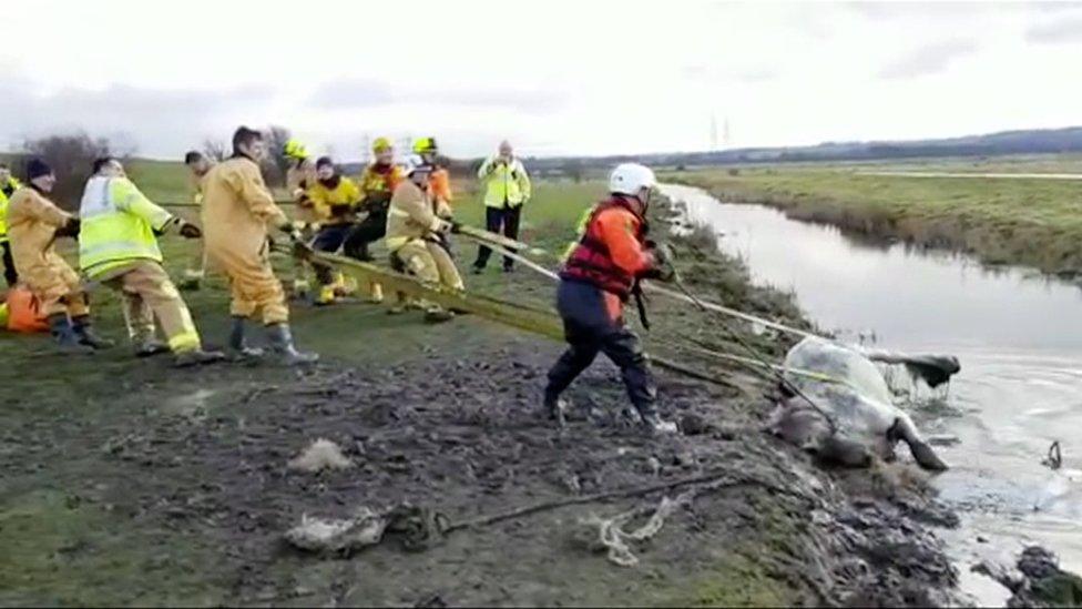 Swampy the horse being rescued from a lake