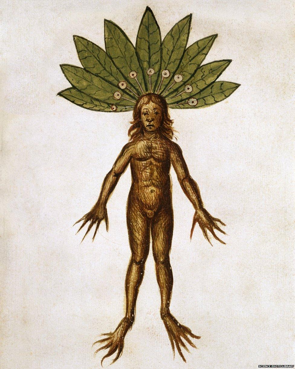 Mandrake - illustration from a copy of 'De Materia Medica' by the Greek physician Dioscorides made in 1460