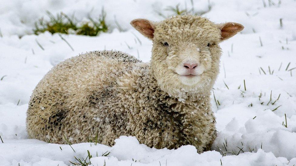 lamb in the snow