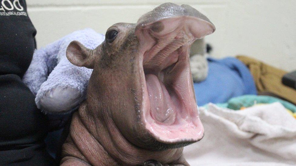 Fiona the baby hippo