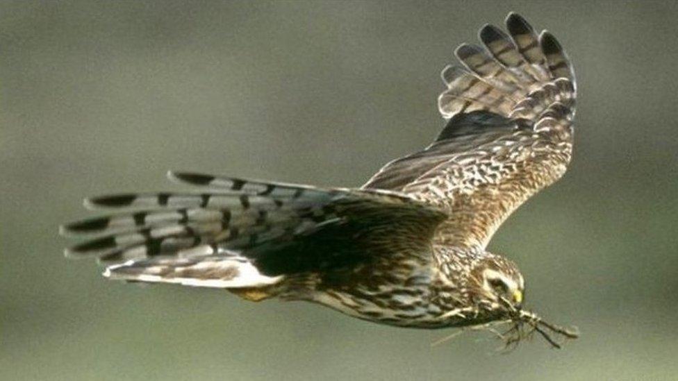 Hen harrier