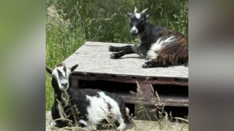 Two black and white pygmy goats laid outside