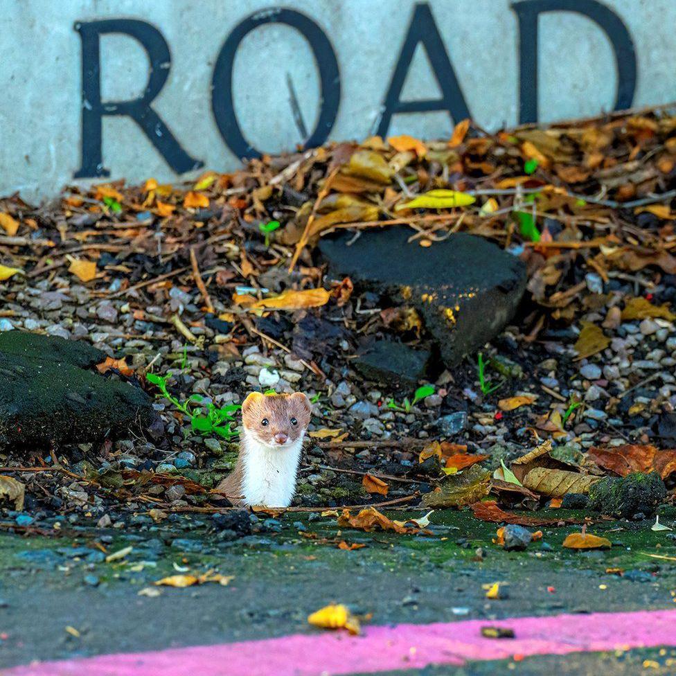 The weasel is brown and white. You can only see its head popping up.