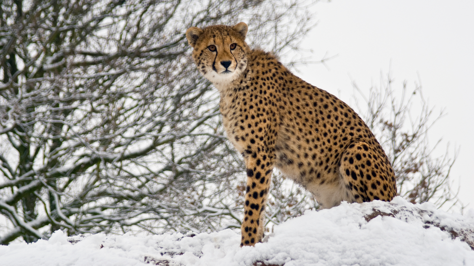 Cheetah in the snow