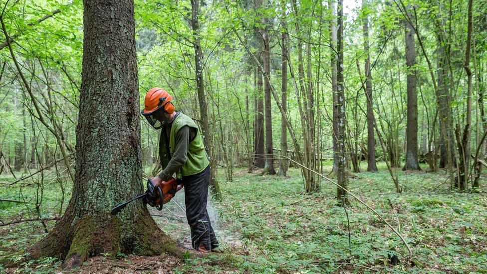 Logging in Bialowieza forest